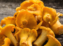 Chanterelle Mushroom (Cantharellus cibarius)