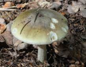 death cap mushroom.