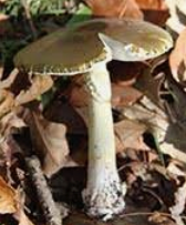 death cap mushroom.