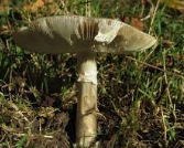 death cap mushroom.